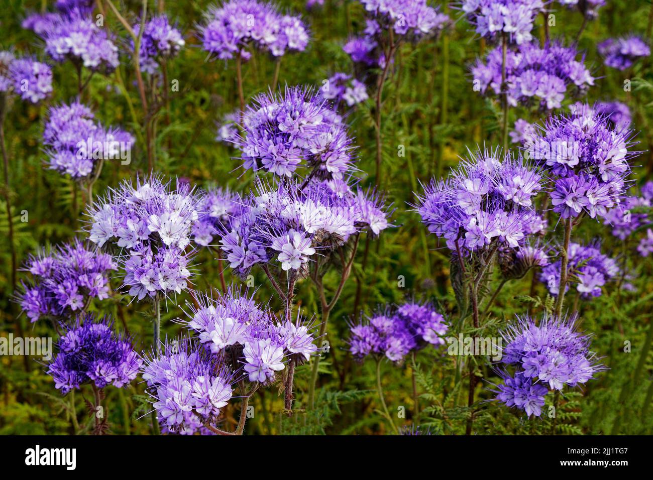 BLUE OR PURPLE TANSY PLANTS AND FLOWERS Phacelia tanacetifolia IN SUMMER Stock Photo