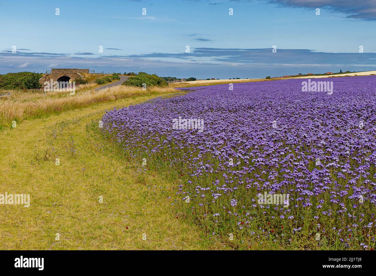 FIELD AND CROP OF BLUE LACY PHACELIA OR PURPLE TANSY PLANTS AND FLOWERS Phacelia tanacetifolia A SUMMER DAY IN HIGHLAND SCOTLAND Stock Photo