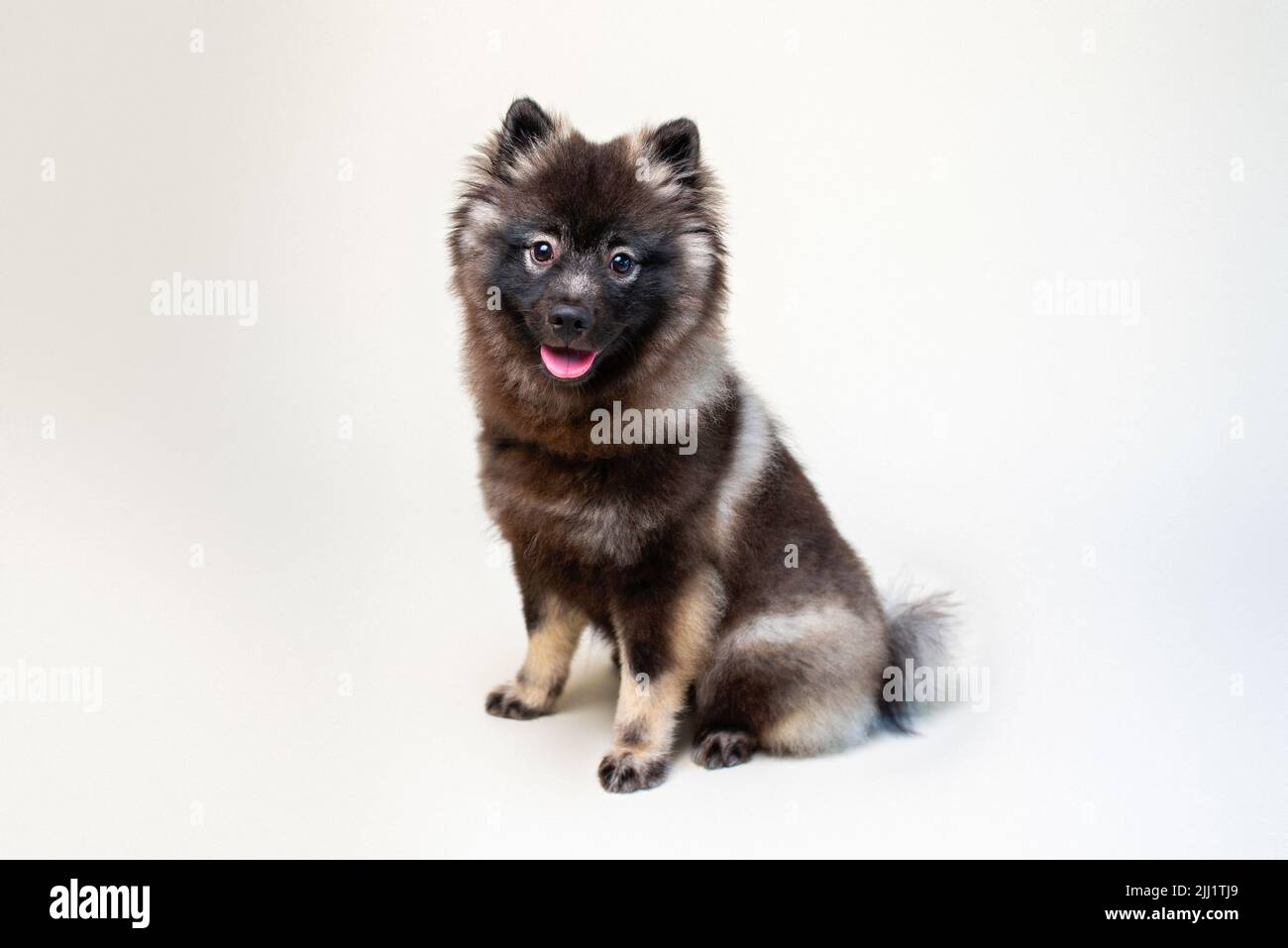 Keeshond puppy with white spectacles and intelligent expression. Studio setting on a plain backdrop. Medium size gray dog. Stock Photo