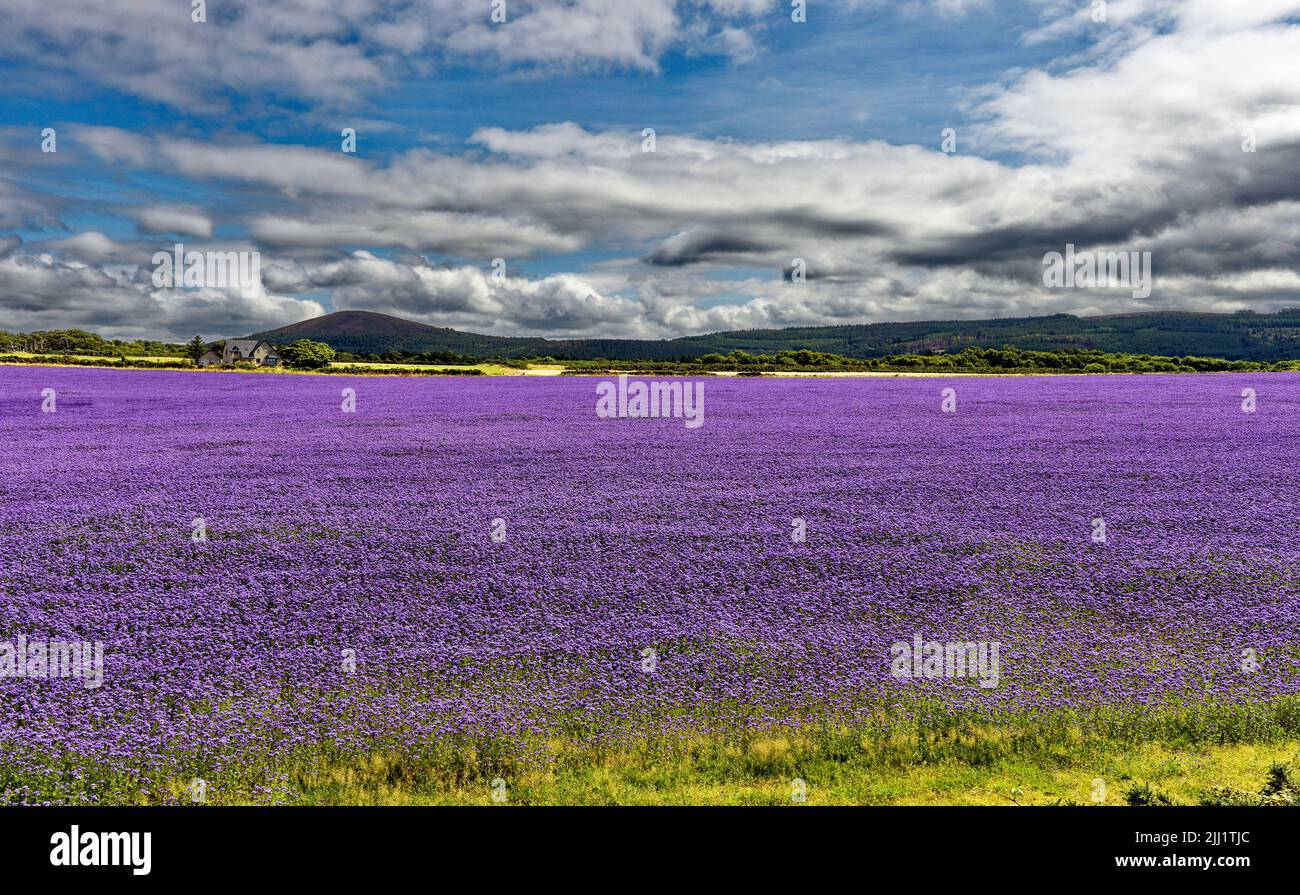 FIELD AND CROP OF BLUE LACY PHACELIA OR PURPLE TANSY PLANTS AND FLOWERS Phacelia tanacetifolia SUMMER DAY HIGHLAND SCOTLAND Stock Photo