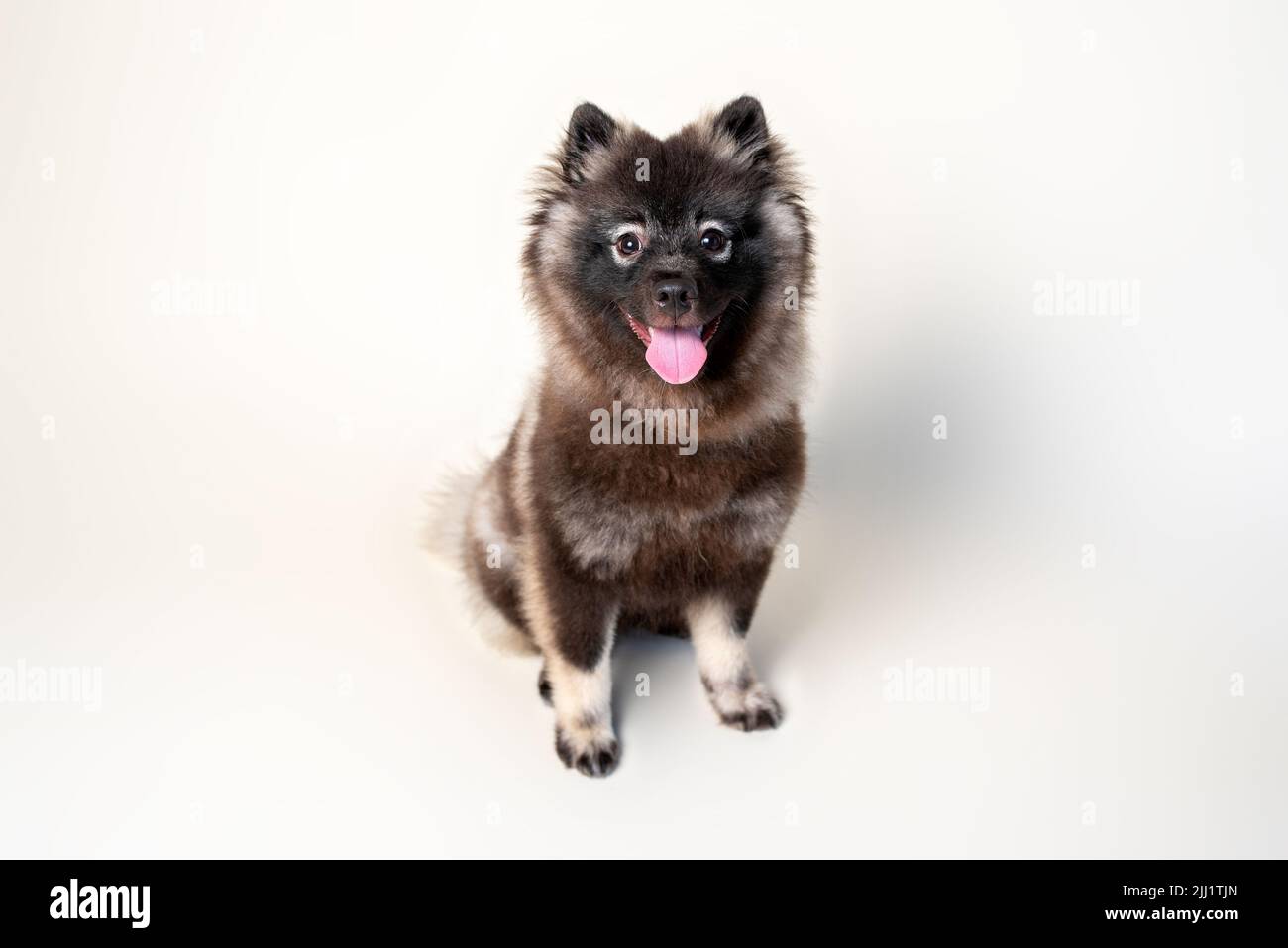 Keeshond puppy with white spectacles and intelligent expression. Studio setting on a plain backdrop. Medium size gray dog. Stock Photo