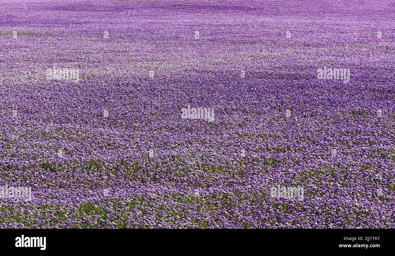 FIELD AND CROP OF BLUE LACY PHACELIA OR PURPLE TANSY PLANTS AND FLOWERS Phacelia tanacetifolia SUMMER DAY IN HIGHLAND SCOTLAND Stock Photo