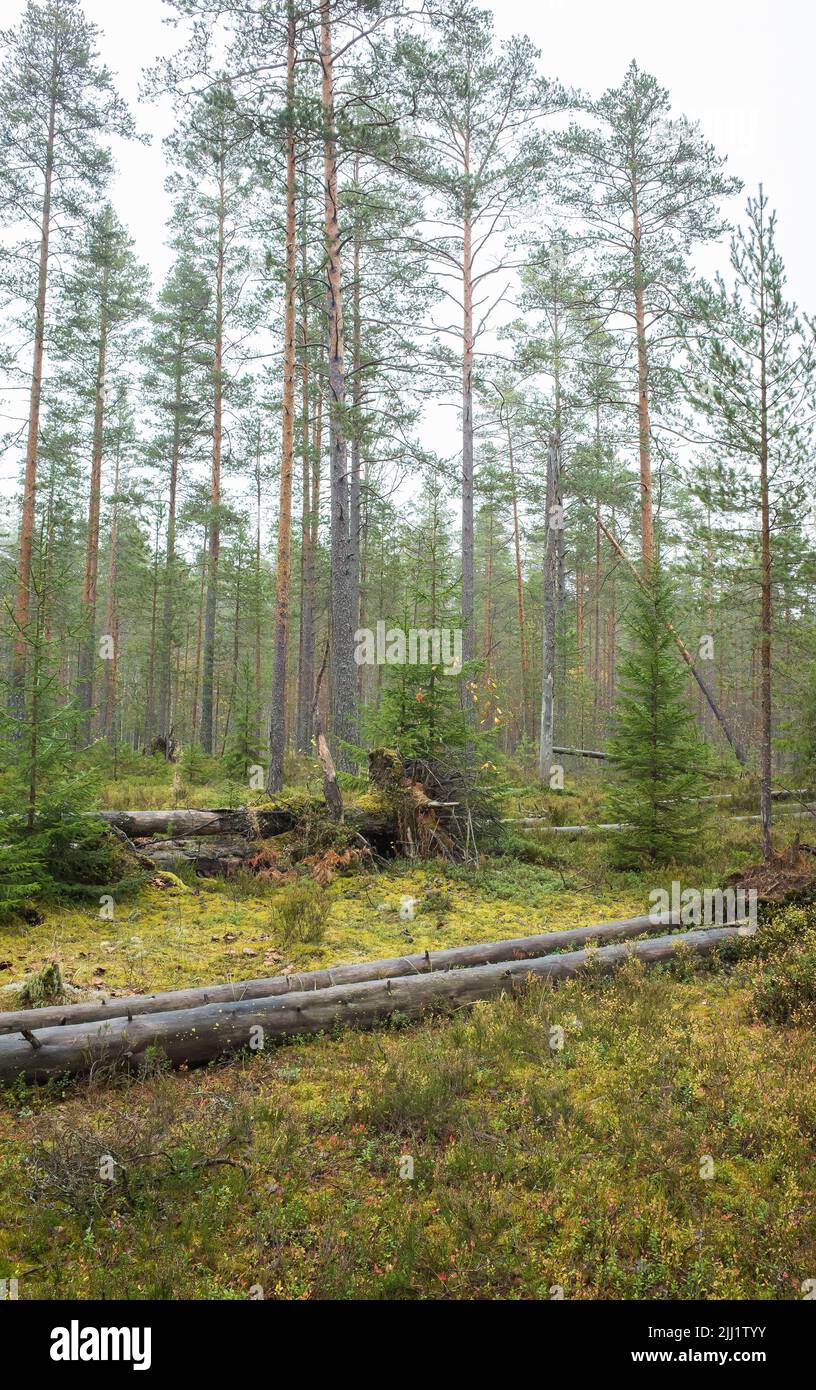 Coniferous forest with fallen pine trees. Natural vertical photo background taken on an autumn day Stock Photo