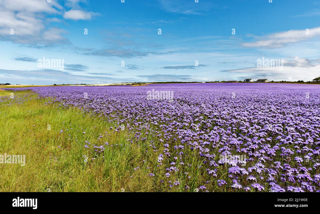 FIELD OF BLUE OR PURPLE TANSY PLANTS AND FLOWERS Phacelia tanacetifolia SUMMER IN NORTHERN SCOTLAND Stock Photo