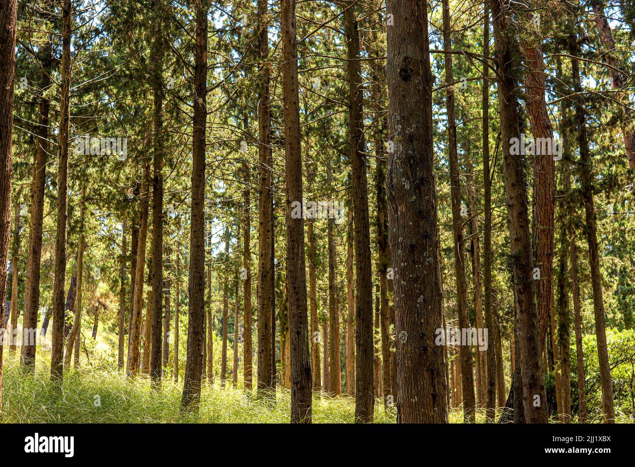 wide-angle perspective forest trees midday Stock Photo