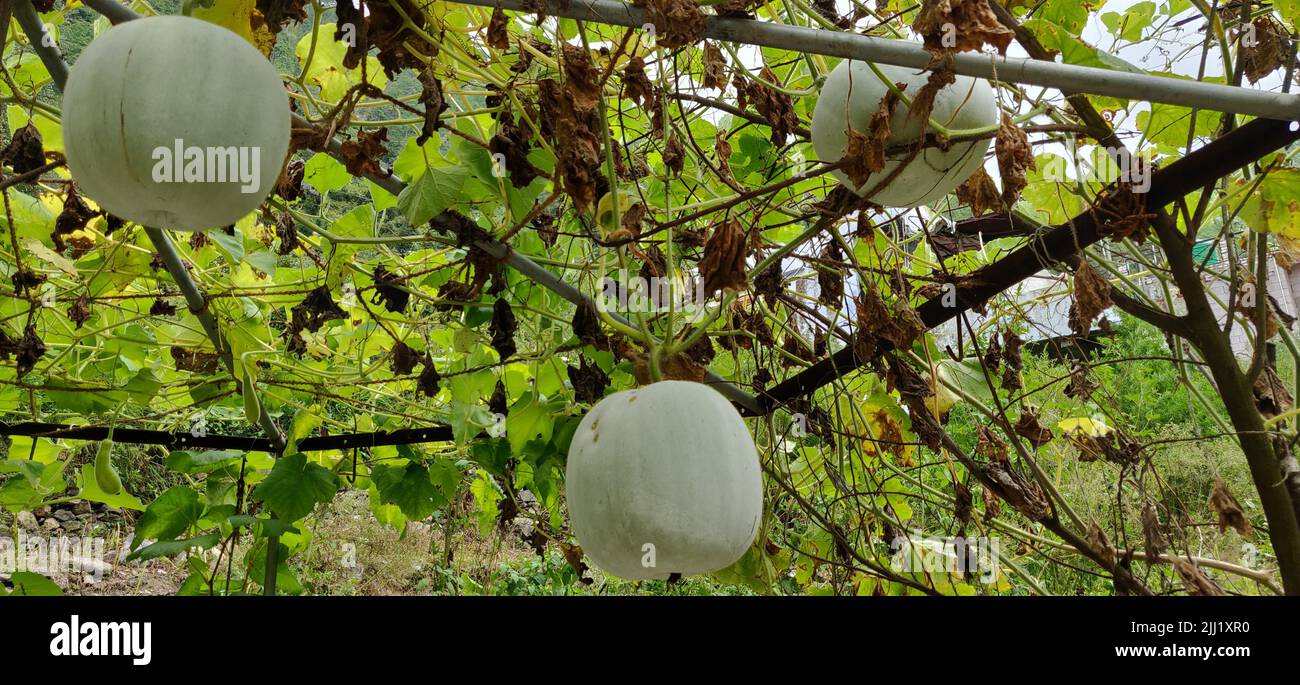 Japanese green melons and cantaloupe plants growing in organic farm