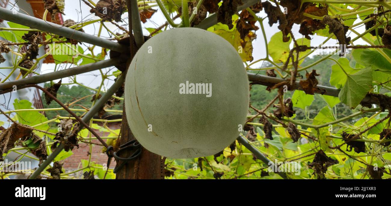 Japanese green melons and cantaloupe plants growing in organic farm