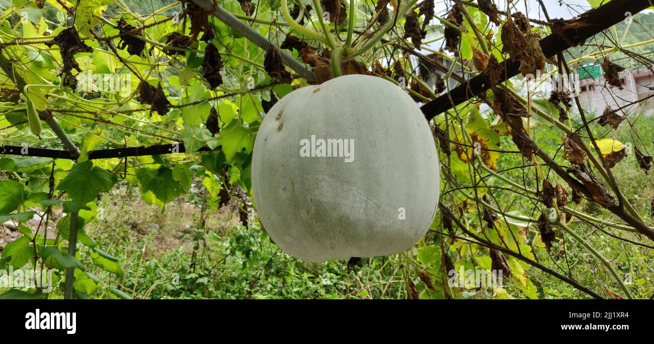 Japanese green melons and cantaloupe plants growing in organic farm