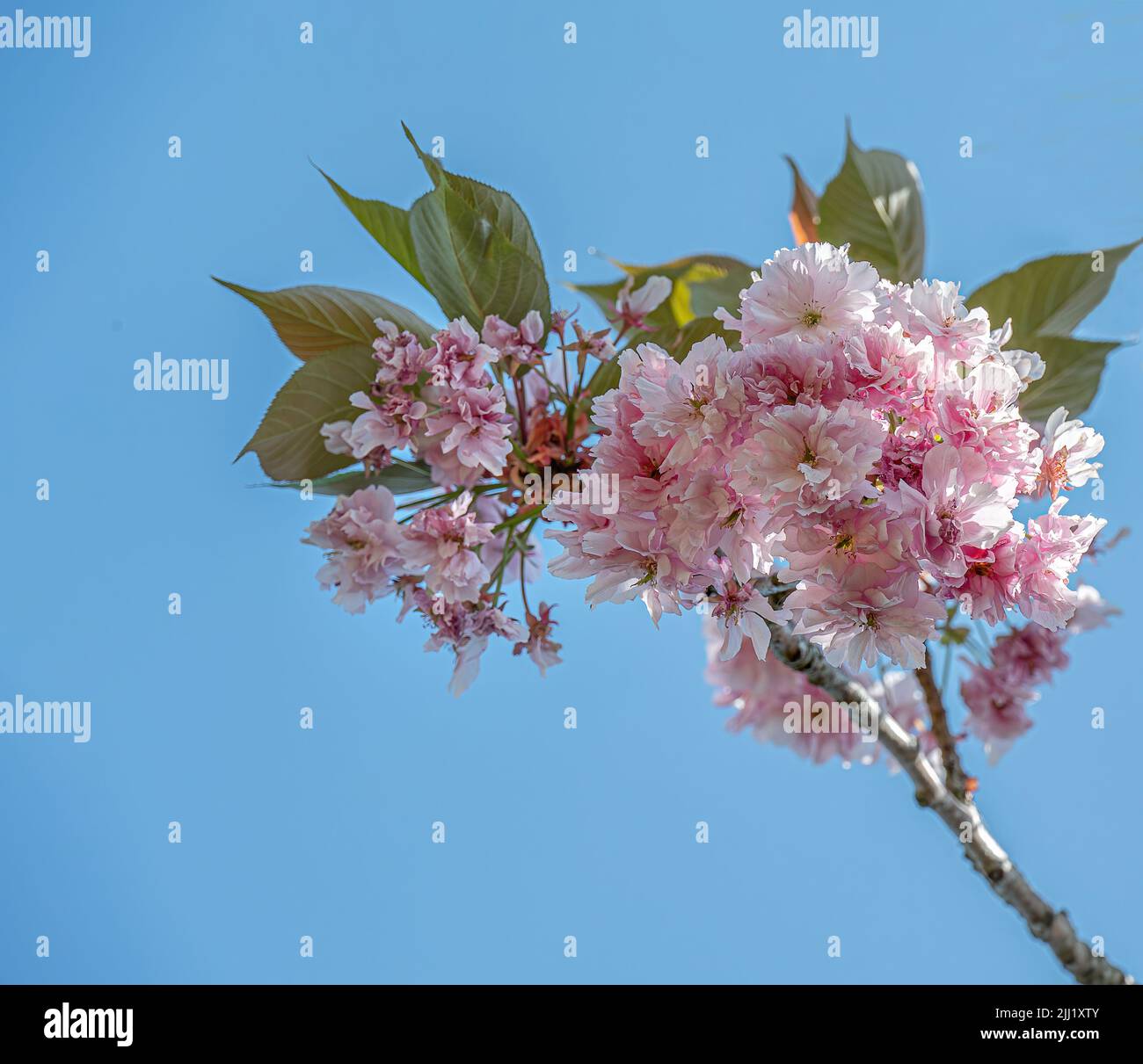 Bright pink cherry blossom on tree branch against a vivid blue sky ...