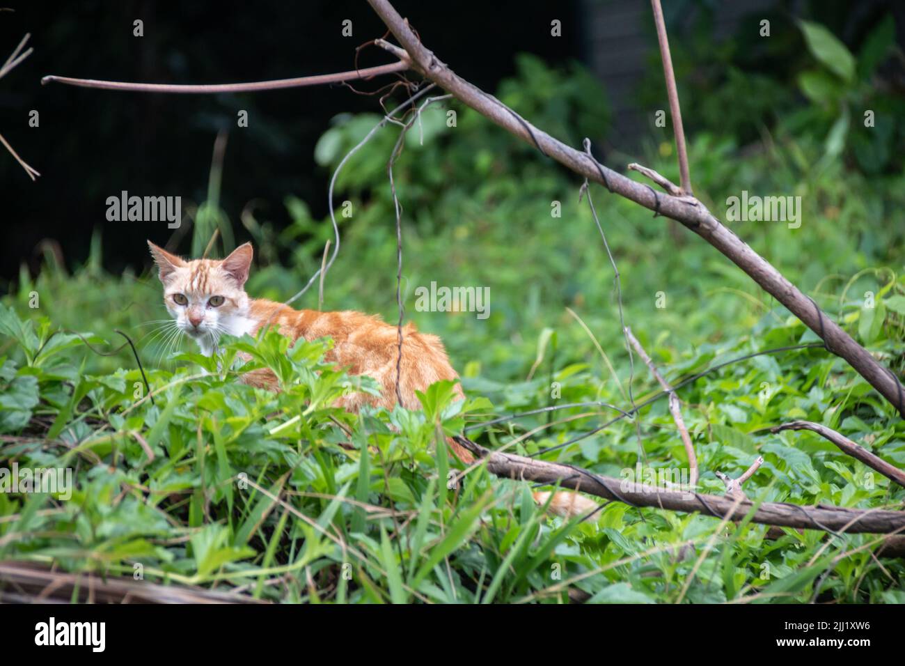 Young stray tabby kitten stares out from a patch of thick grass in a