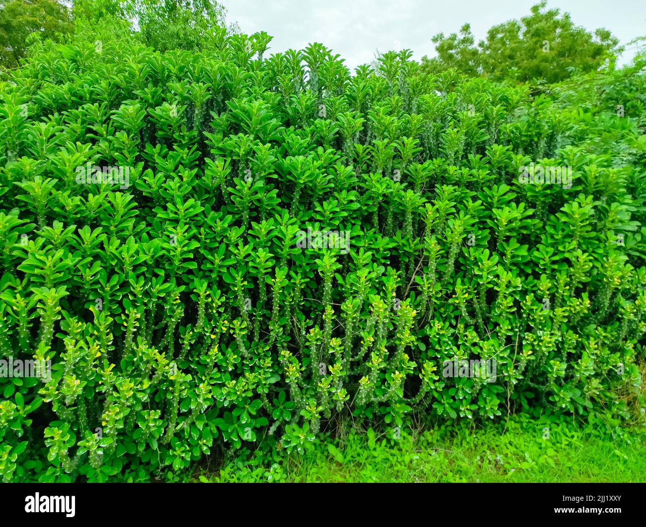 A Closeup Shot Of Indian Thor Plant Ayurvedic Medicinal Plants Photo Stock Photo