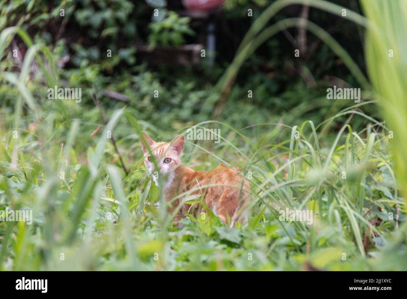 Young stray tabby kitten stares out from a patch of thick grass in a