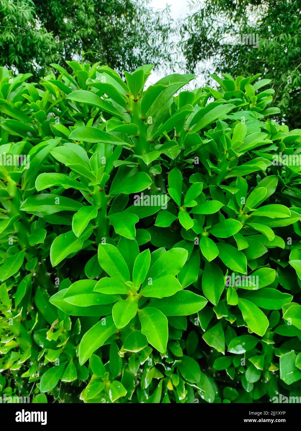 A Closeup Shot Of Indian Thor Plant Ayurvedic Medicinal Plants Photo Stock Photo