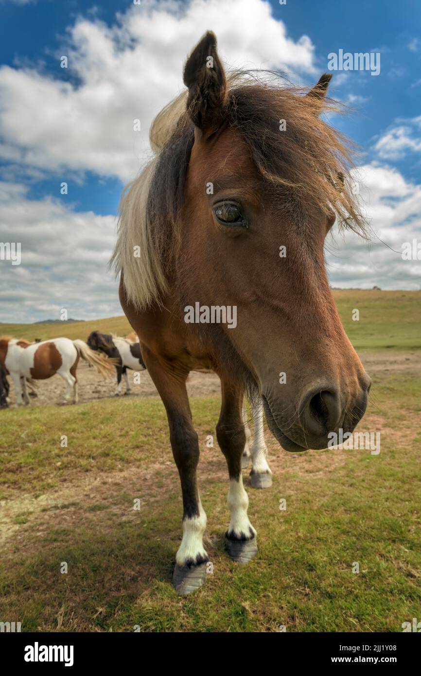 The Dartmoor pony is a breed that is native to the British Isles. They can be found roaming the moorlands of Dartmoor National Park in Devon. Stock Photo