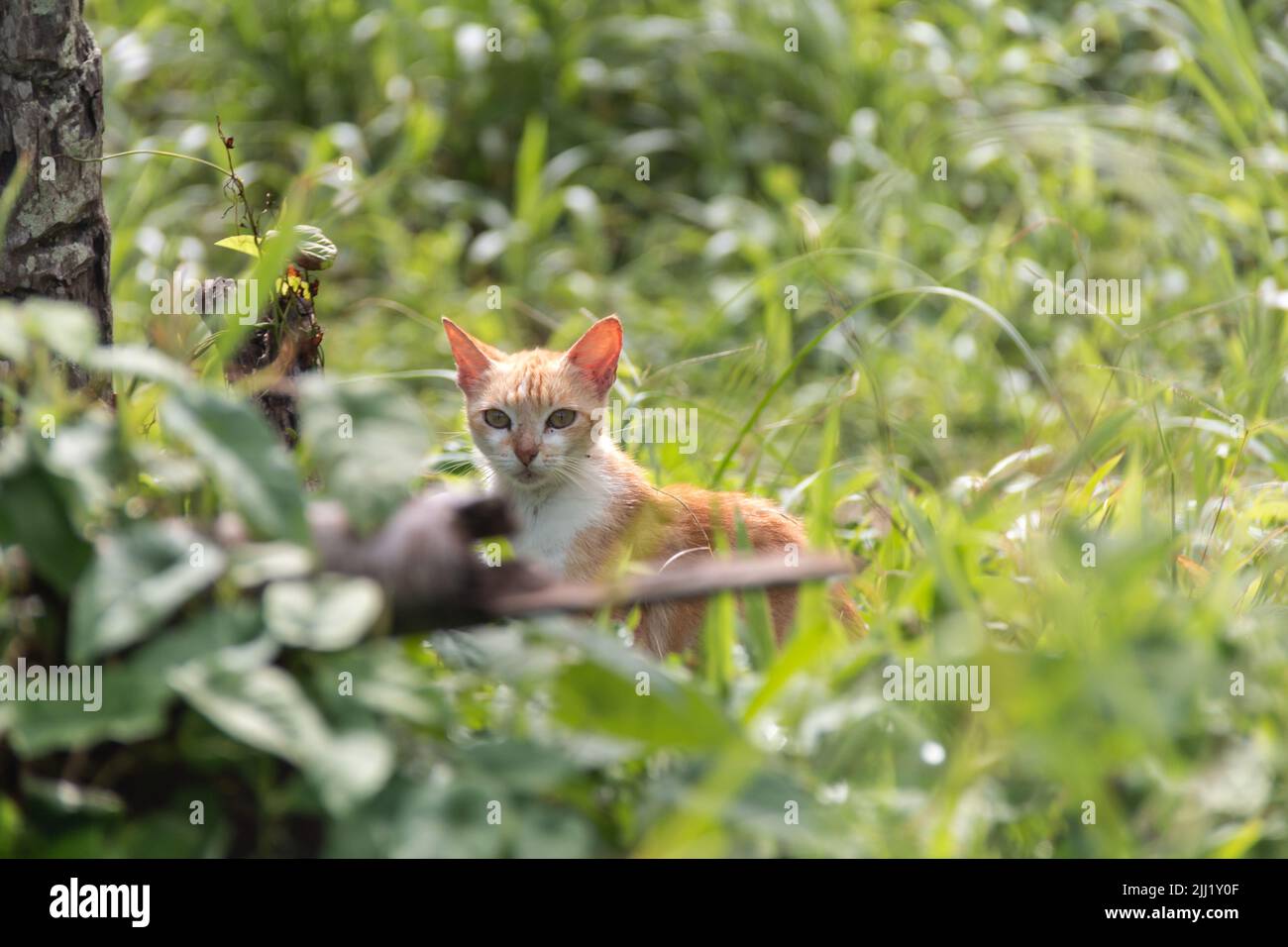 Young stray tabby kitten stares out from a patch of thick grass in a