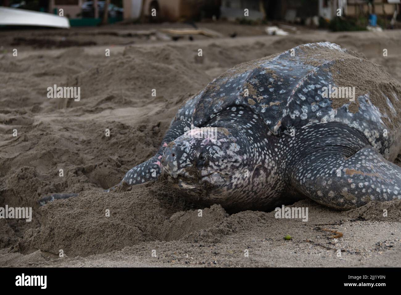 Closeup of a leatherback sea turtle laying her eggs during Trinidad