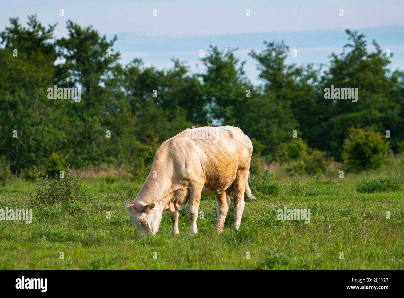 A cow stands in the meadow and eats grass Stock Photo - Alamy