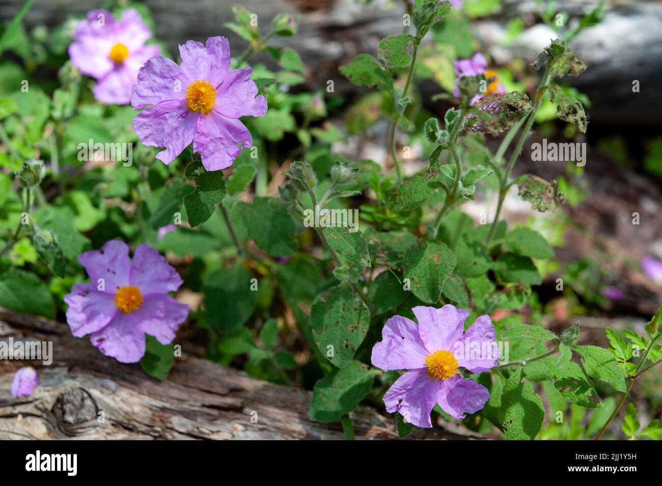 Rosa canina, commonly known as the dog rose, is a wild plant with sweet scented flowers Stock Photo