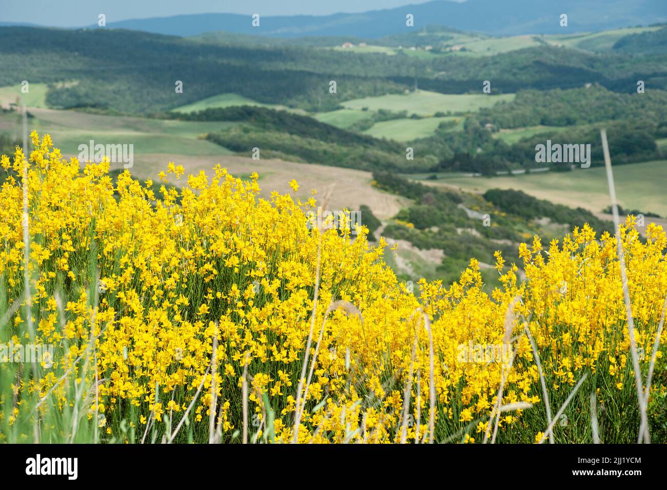 Tuscan landscape with gorse. Brillant yellow flowers. Stock Photo