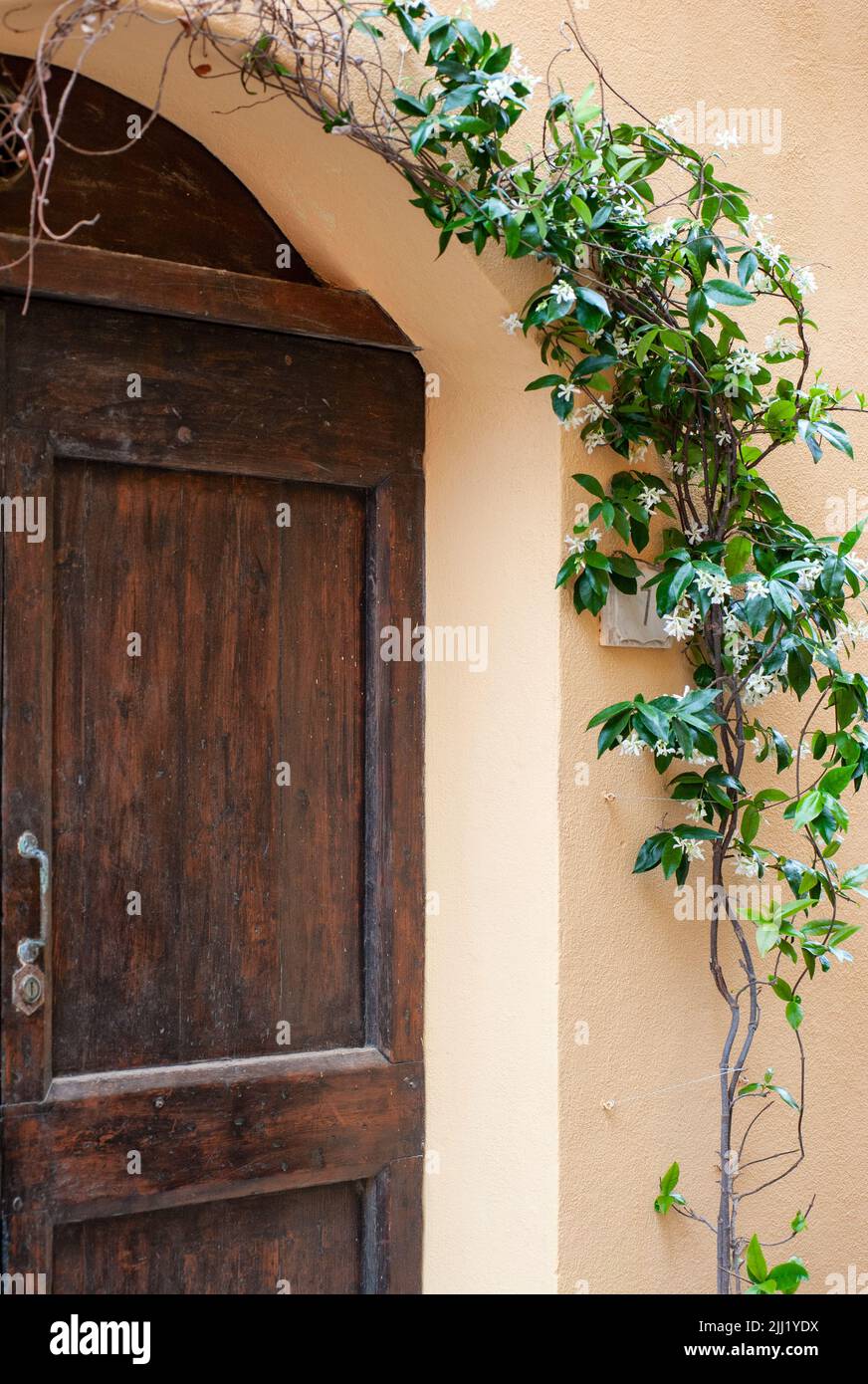 A climbing Jasmine beside a wooden door. Stock Photo