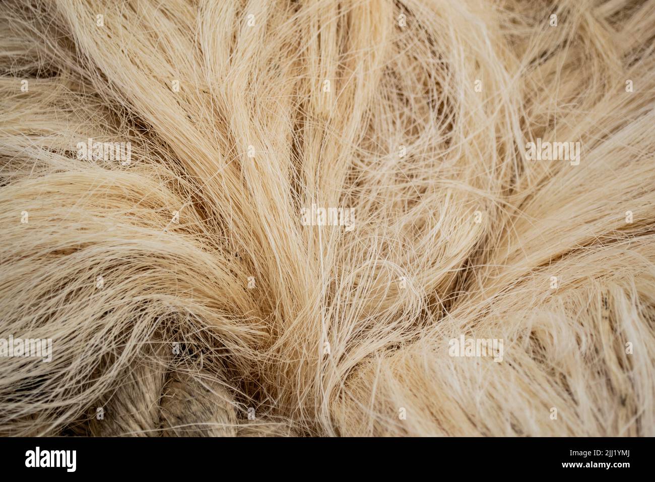 Close-up of a white sisal fiber, part of which is woven into a rope. Stock Photo
