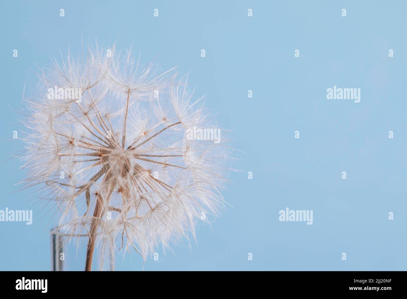 Abstract dandelion flower background. Seed macro closeup. Soft focus. Stock Photo