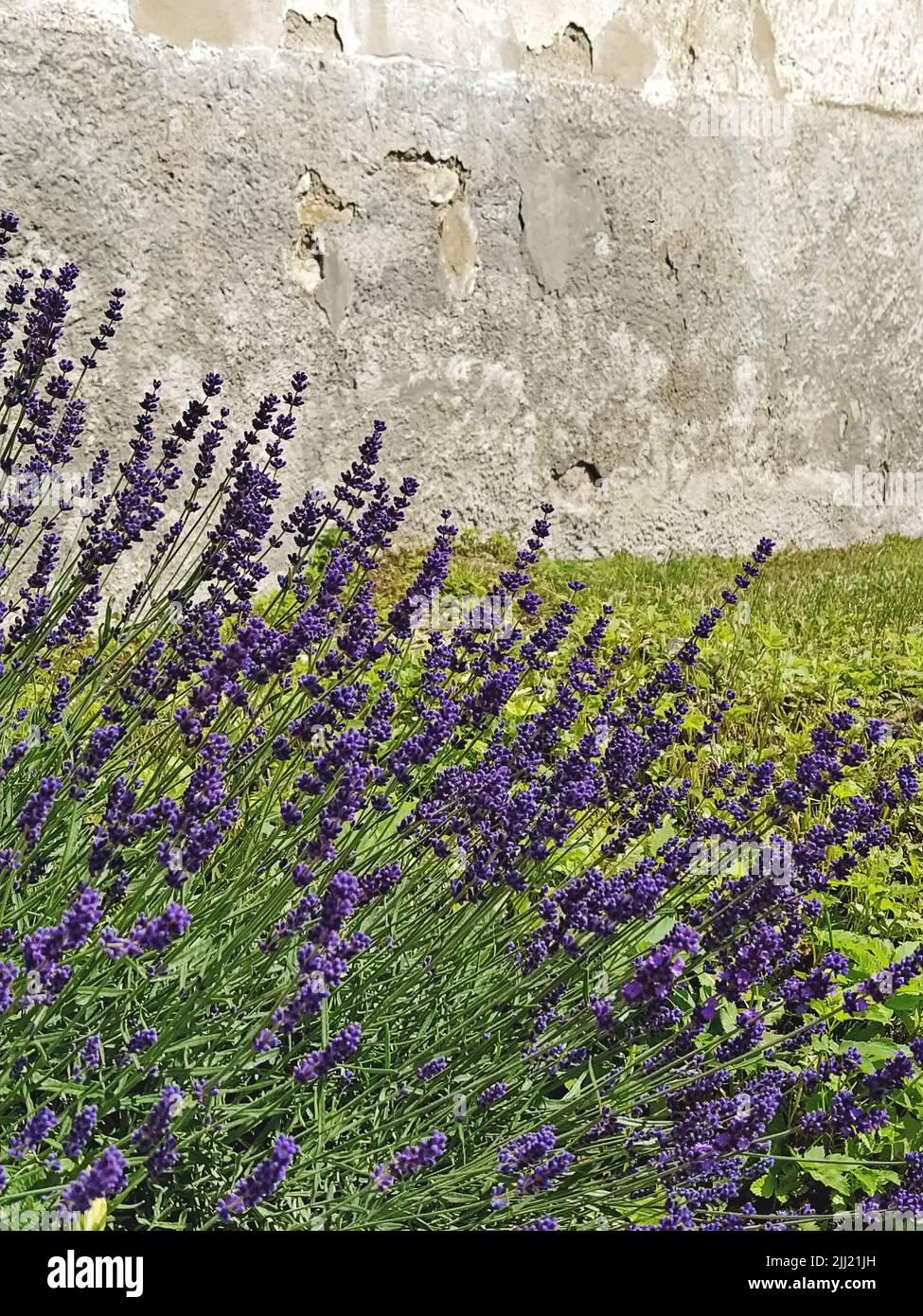 Flowering lavender bush in the backyard in the garden. Lavender cultivation and garden care Stock Photo