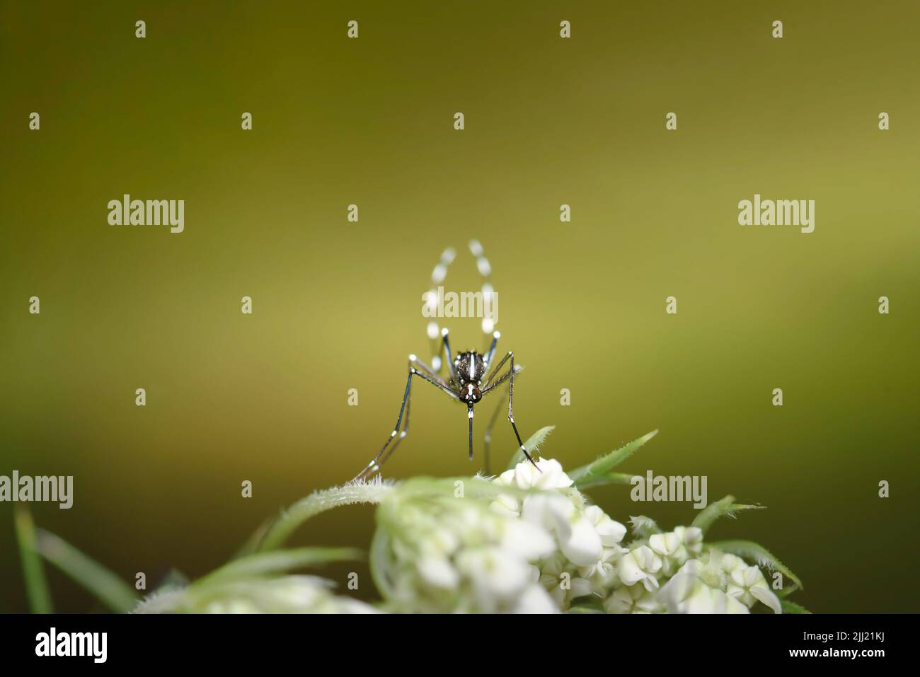 Aedes albopictus Mosquito in close focus flew on flower, surrounded by green out of focus background Stock Photo