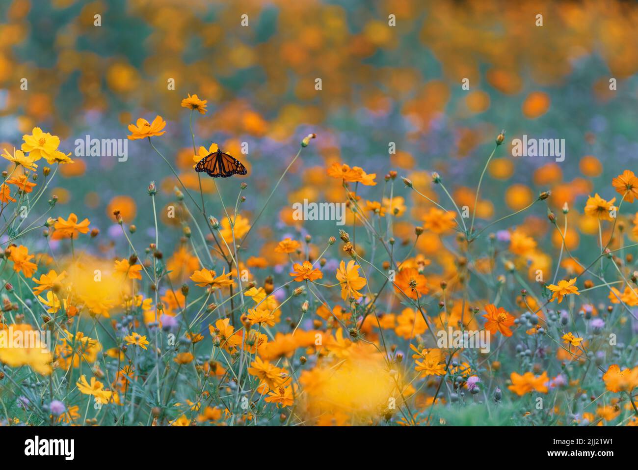 List of endangered species hires stock photography and images Alamy