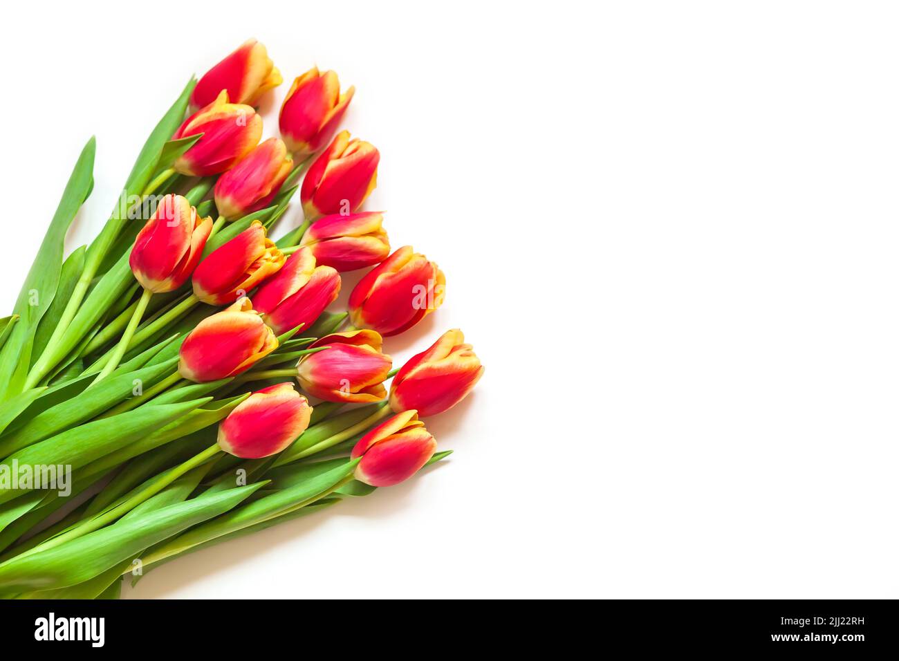 Red with yellow tulips lie on a white background Stock Photo - Alamy