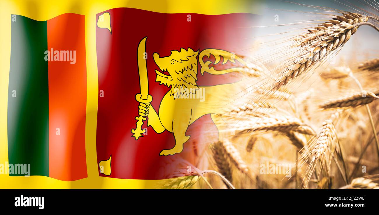 Sri Lanka flag and ripe rye field crops, cereal, harvest concept