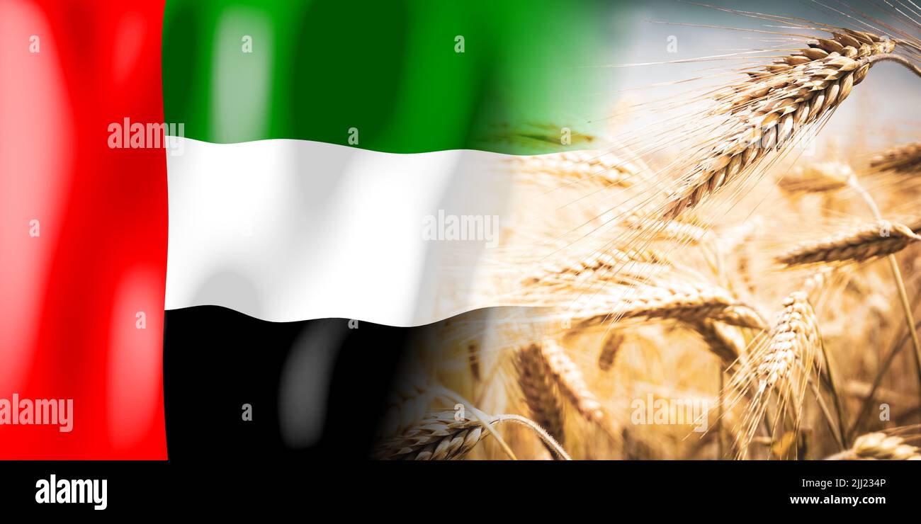 United Arab Emirates flag and ripe rye field crops, cereal, harvest