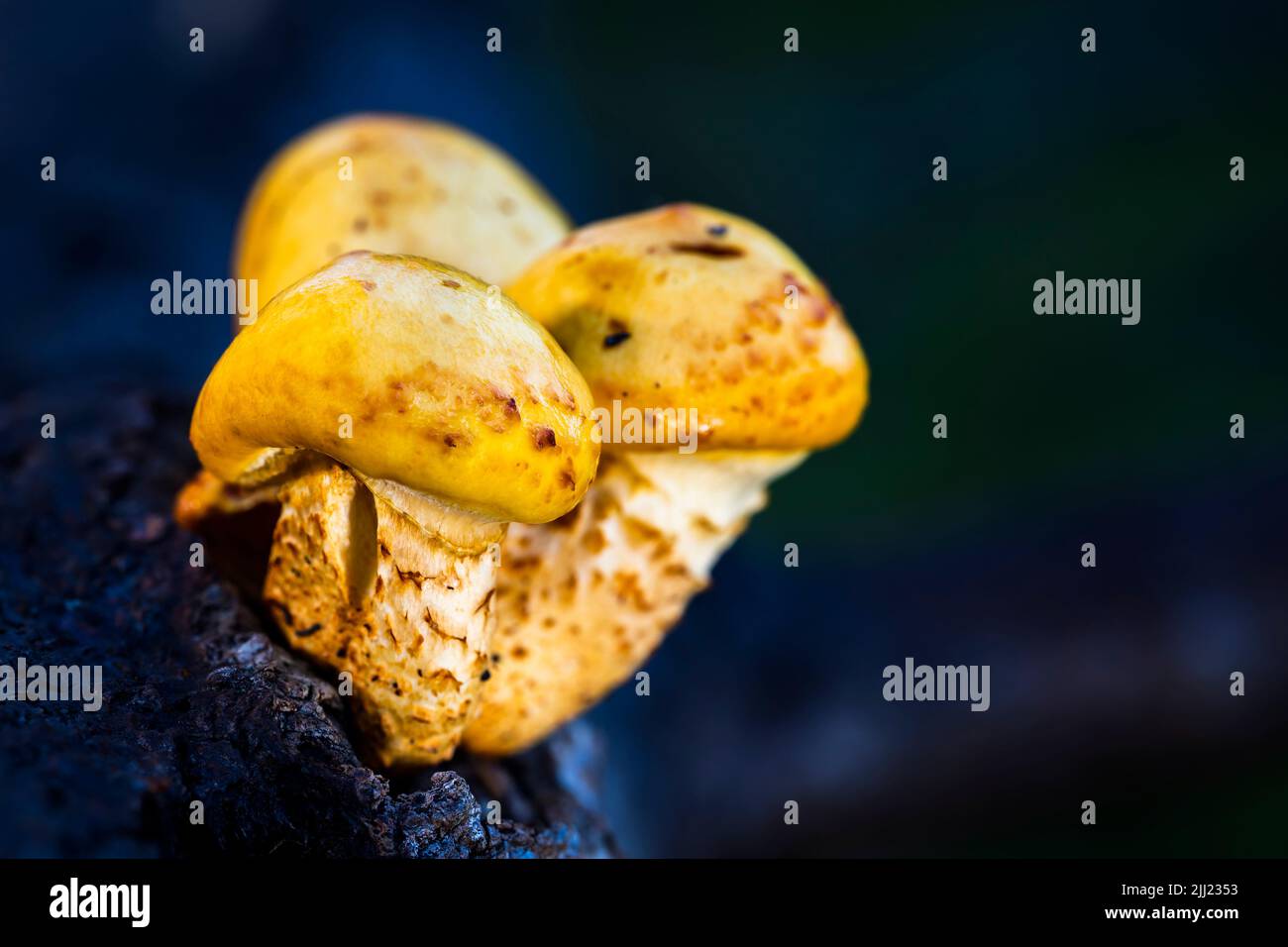 Spectacular rustgill (Gymnopilus junonius) mushrooms growing on wood, North Holland, Netherlands. Stock Photo