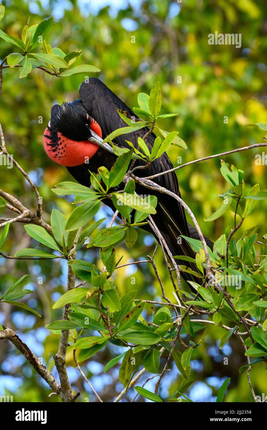 Adult male magnificent frigatebird (Fregata magnificens) preening in mangove tree, Tarcoles river, Costa rica. Stock Photo
