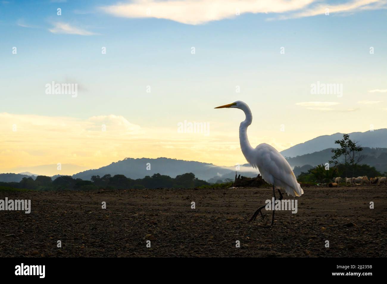 Great egret (Ardea alba) standing on beach at sunrise, Tarcoles river, Costa Rica. Stock Photo