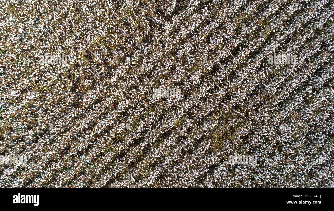 Aerial viewpoint from a drone   a cotton plant crop ready for harvest Stock Photo