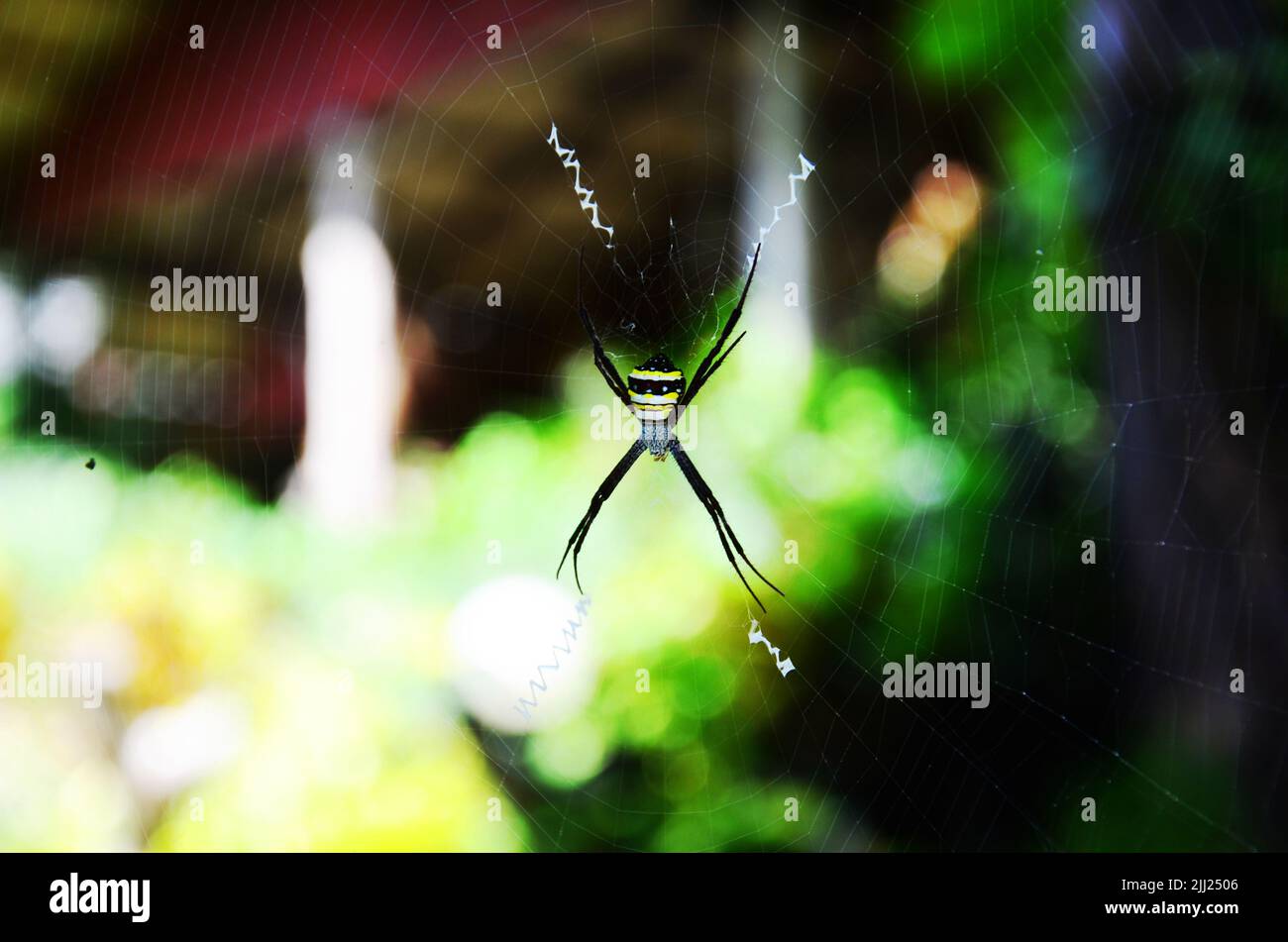 Insect spiders walking on spider web waiting catch victim and food in ...