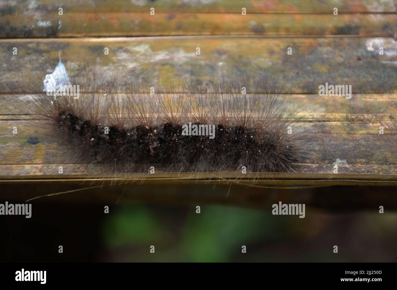 Slug worm hairy caterpillar insect walking crawl on leaf plant tree in ...