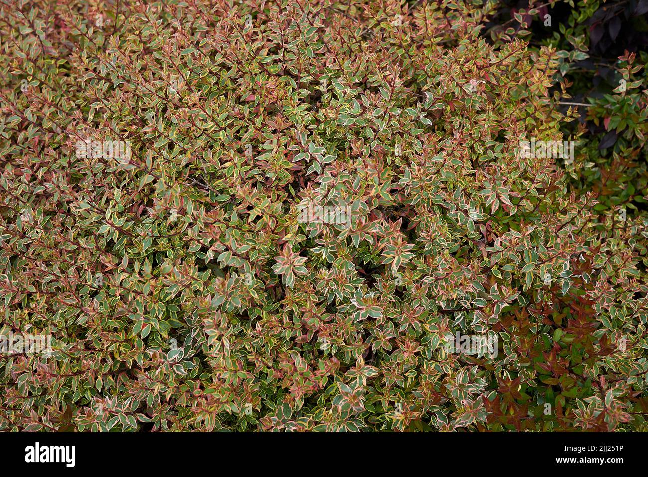 Abelia grandiflora keleidoscope Stock Photo