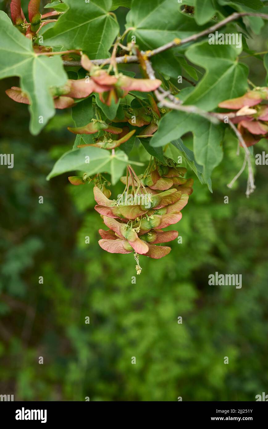 Acer campestre branch with fruit Stock Photo