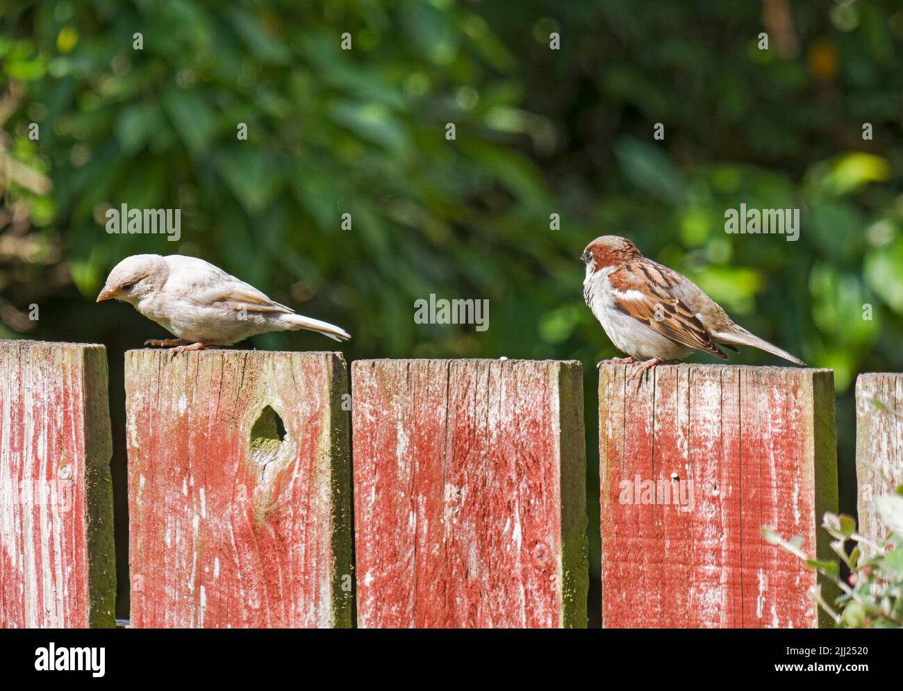 Contrast of a normal house sparrow, Passer domesticus, and one withs genetic condition resulting in lack of pigment. Stock Photo