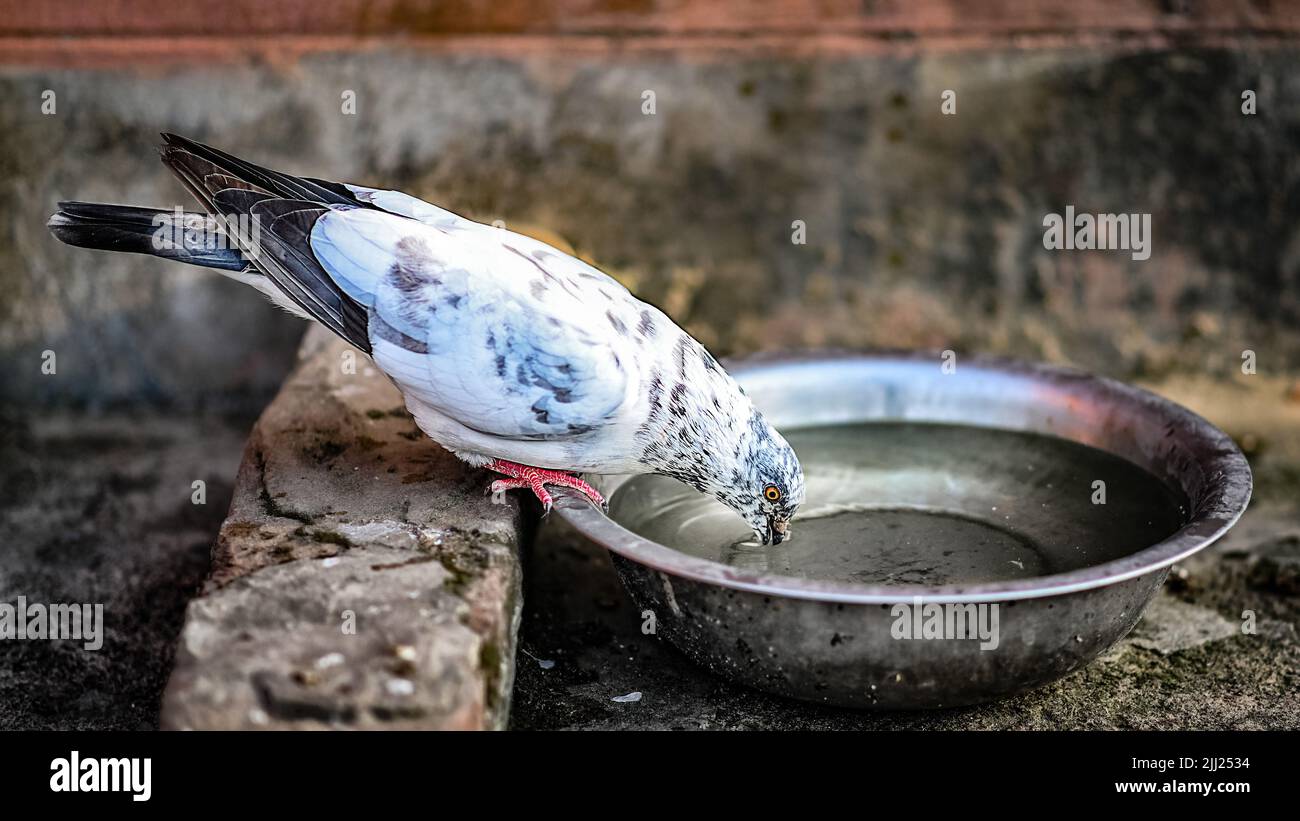 A closeup of a pigeon drinking water from a bowl Stock Photo Alamy