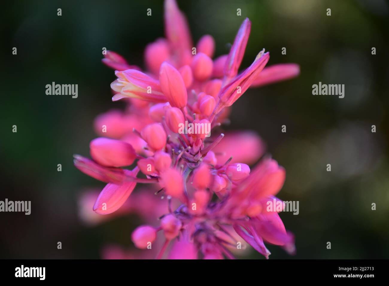 Beautiful flowers in french garden Stock Photo