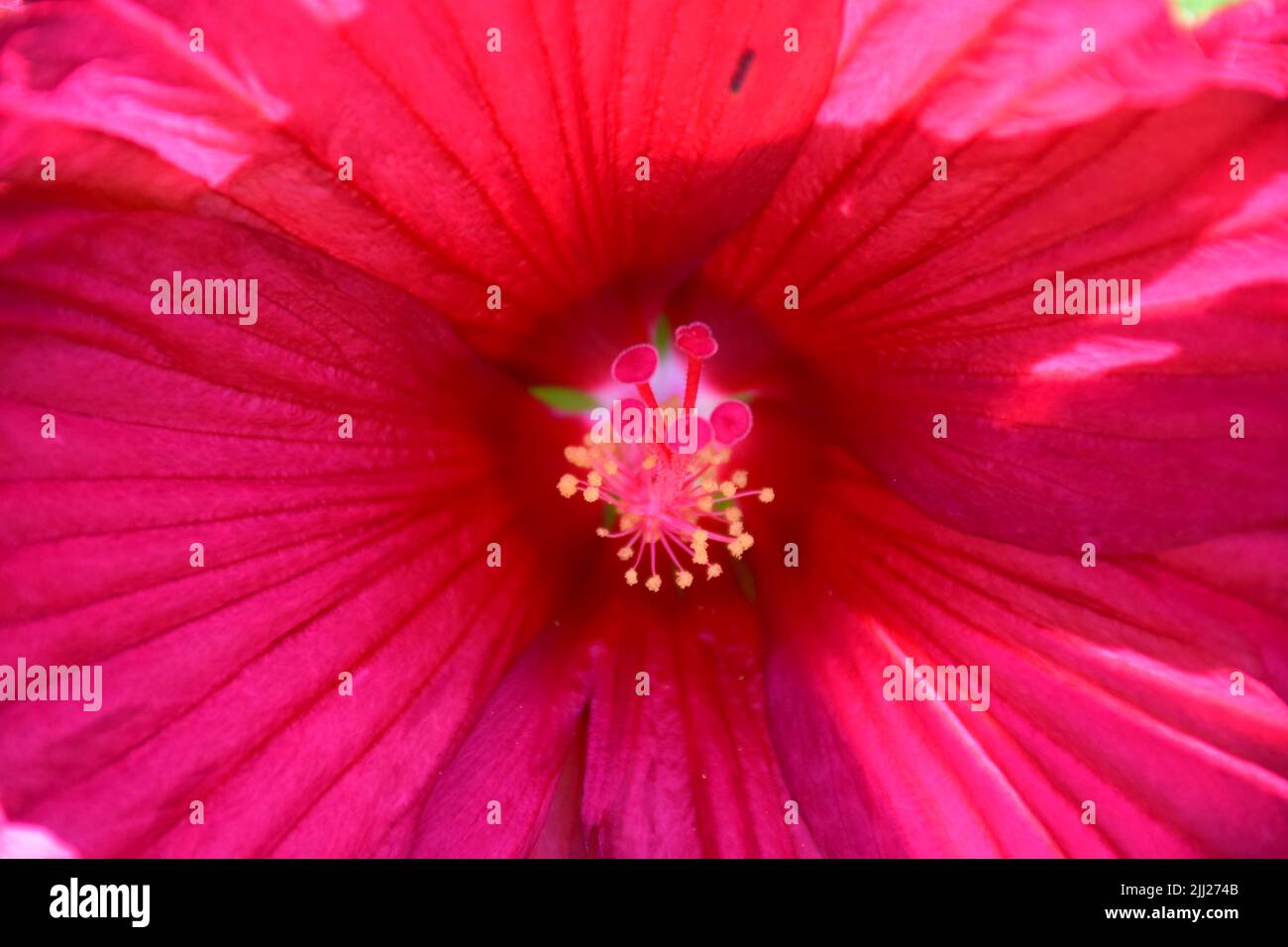 Beautiful flowers in french garden Stock Photo Alamy