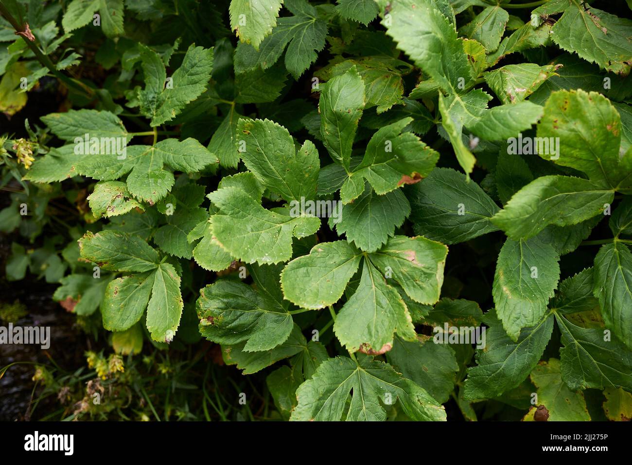 Peucedanum ostruthium close up Stock Photo