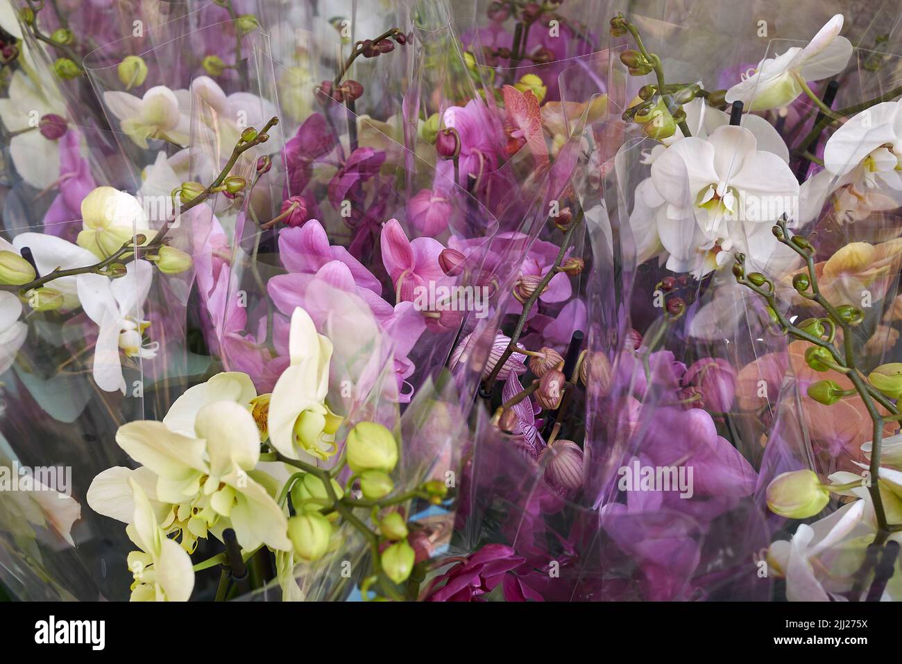 Phalaenopsis orchids in a flower market Stock Photo