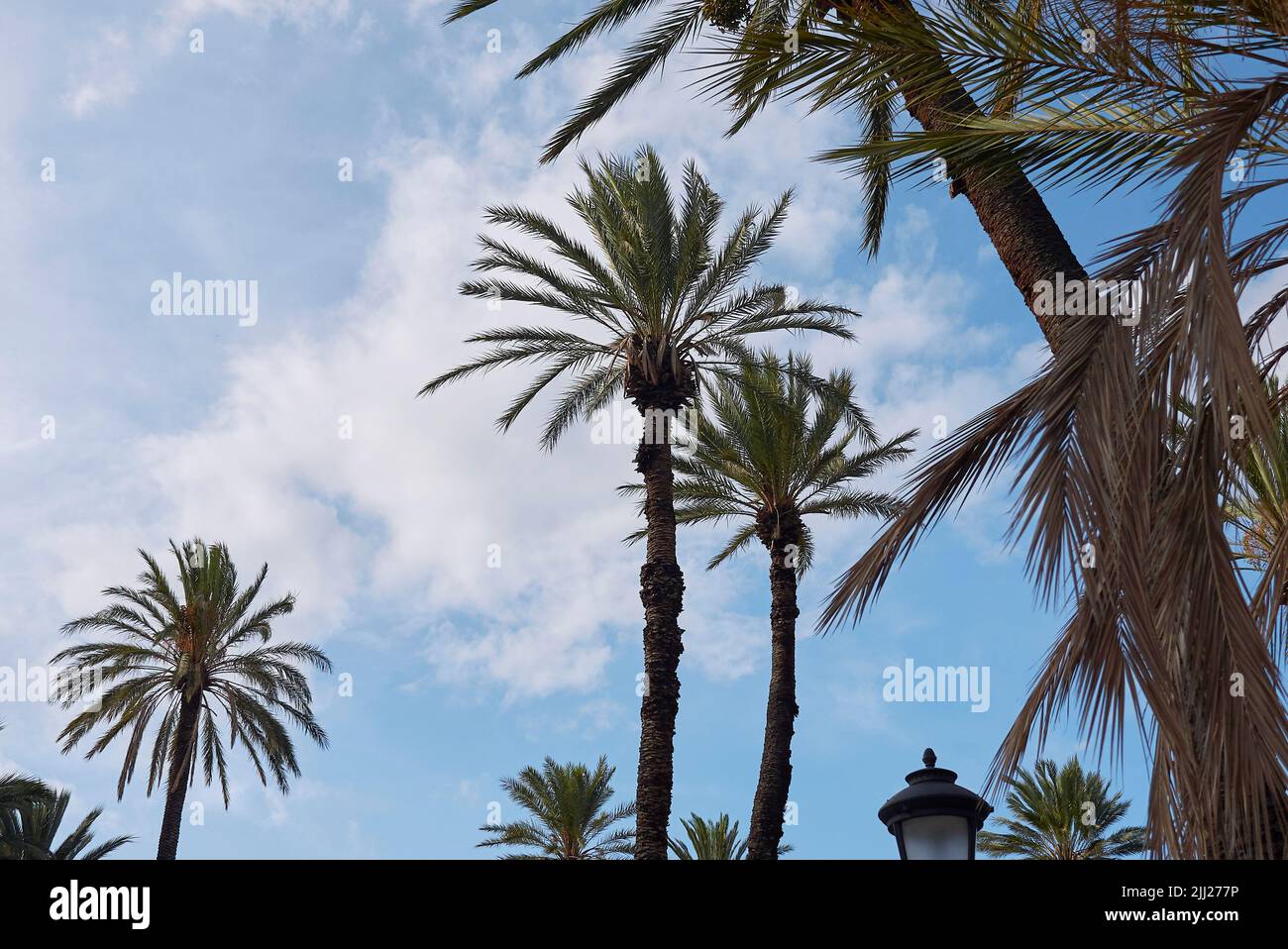Phoenix dactyfera palms Stock Photo