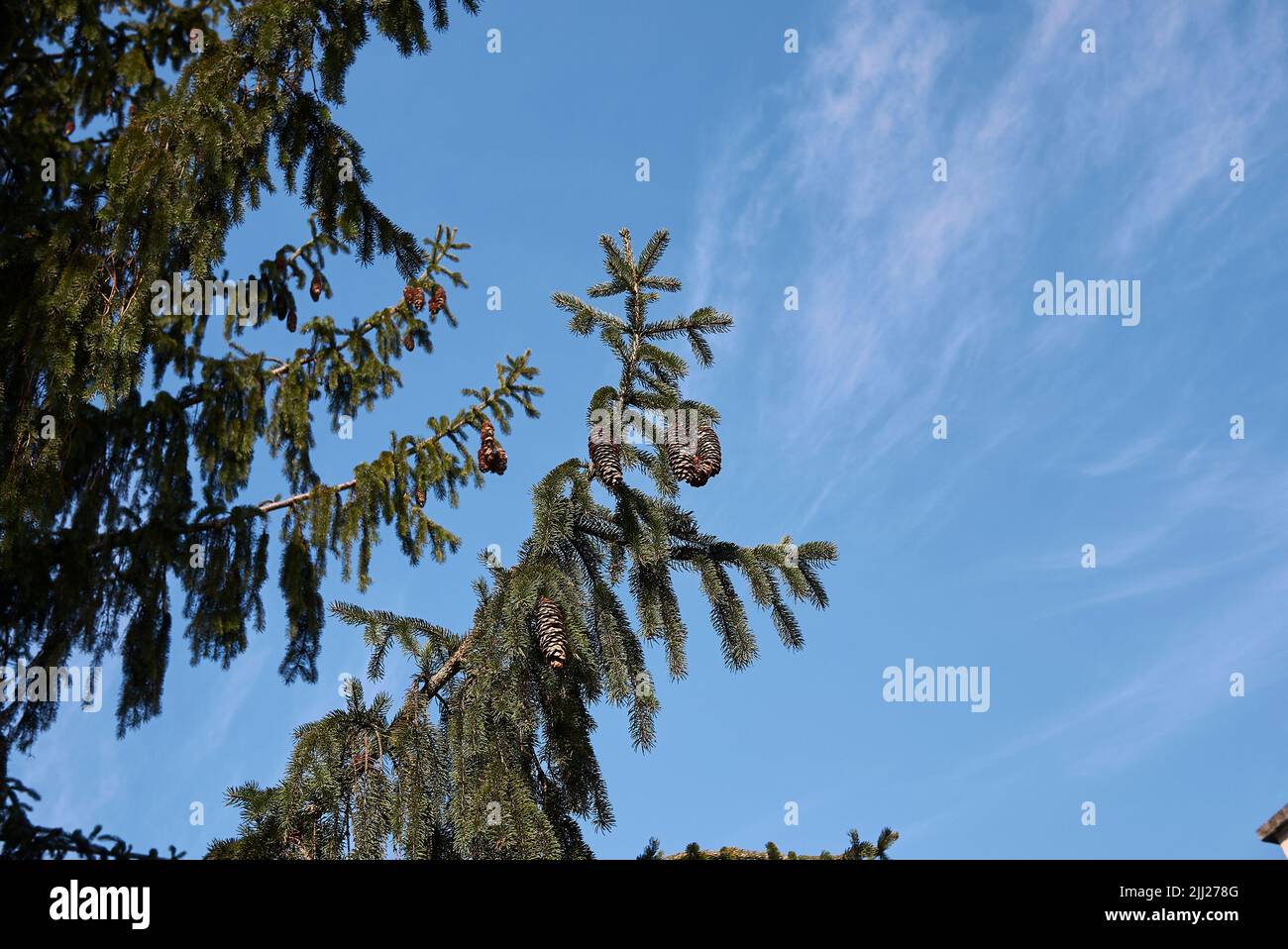 Picea abies branch close up Stock Photo