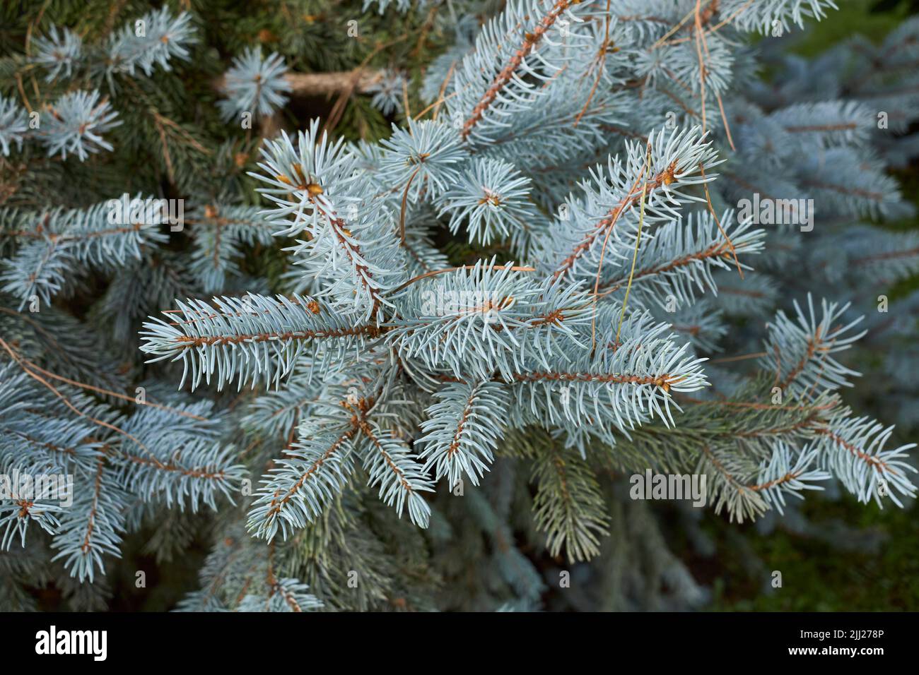 Picea pungens branch close up Stock Photo