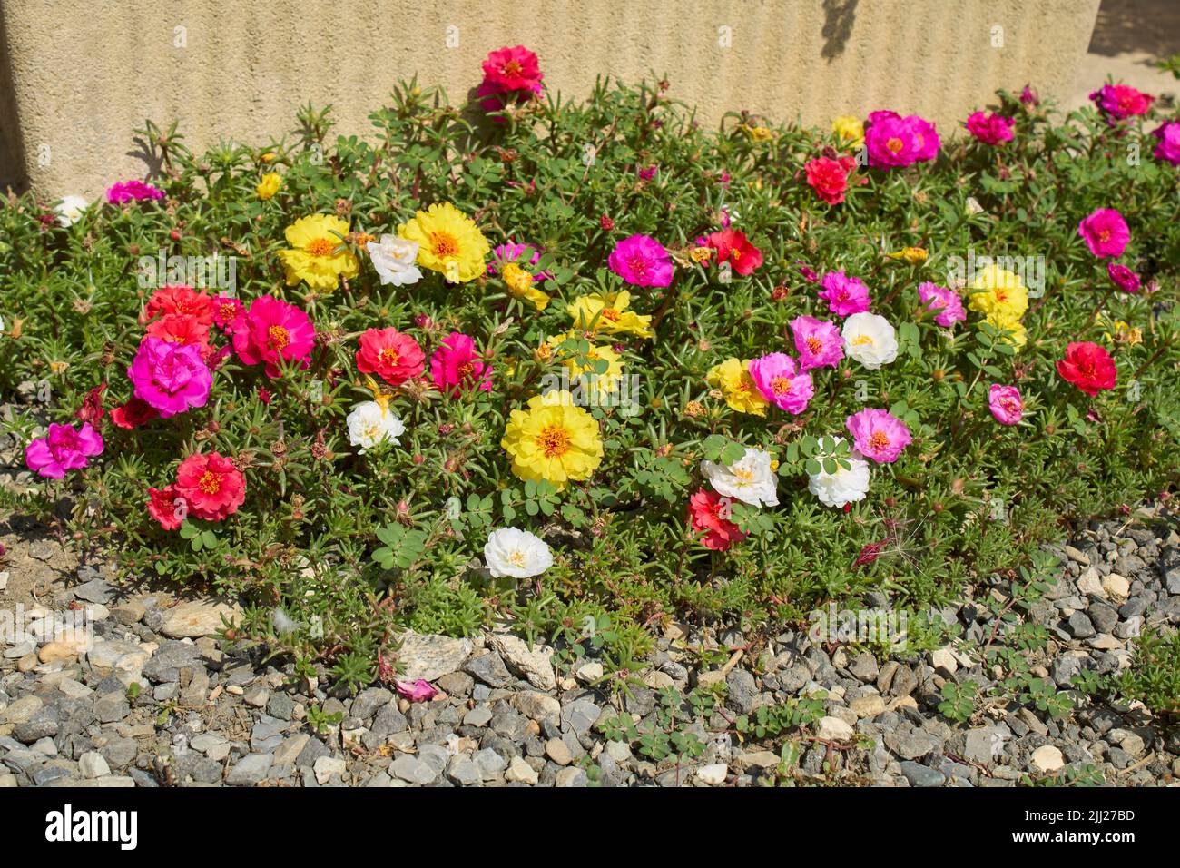 Portulaca grandiflora colorful flowers Stock Photo Alamy